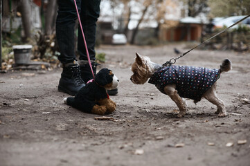 Yorkshire Terrier sits in front of a soft toy dog on the street