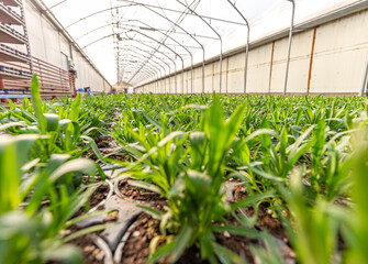 Young dianthus plants