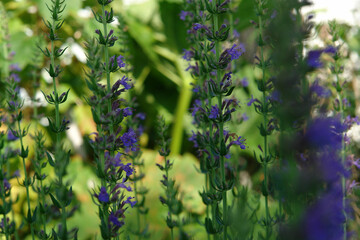 Purple flowers of Hyssopus officinalis (hyssop) in the garden, selective focus