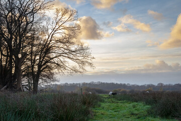 nature reserve in the netherlands westerwolde groningen (holle beetse vennekampen)