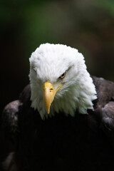 American Bald Eagle