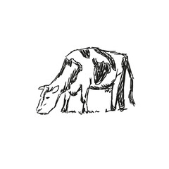 Cows grazing on meadow. Hand drawn illustration.
