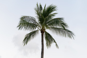 Fototapeta na wymiar Coconuts palm tree on a sky background.