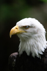 American Bald Eagle