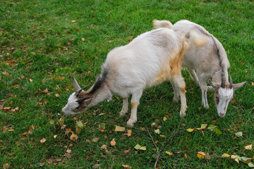 Two similar young goats on the green grass in the autumn morning. Goats eat a birch branch.