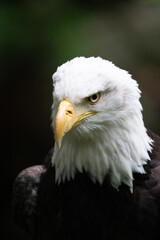 American Bald Eagle