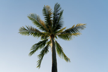Coconuts palm tree on a sky  background.