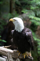 American Bald Eagle