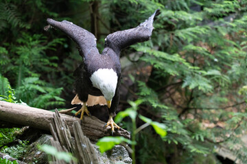 American Bald Eagle