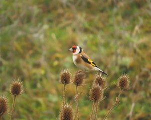 European goldfinch (Carduelis carduelis) perching on a plant’s flower