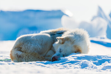 Tired husky dog resting on frozen sea. © Mikael