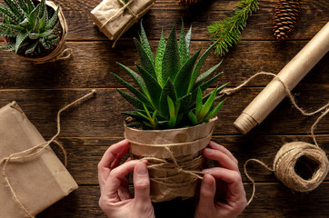Succulents as gift in craft papper. Christmas. Zero waste.
