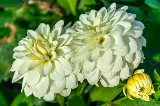 Dahlia 'Gallery Art Fair' a white flower summer flower tuber plant, stock photo image