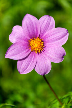 Dahlia 'Woodbridge' a lavender purple flower summer flower tuber plant, stock photo image