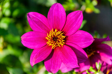 Dahlia 'Brantwood' a magenta red pink flower summer flower tuber plant, stock photo image