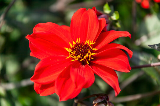 Dahlia 'Bishop of Llandaff' a tuberous red summer autumn flower plant , stock photo image