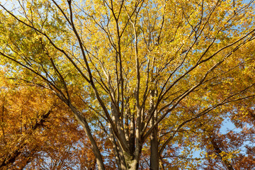 秋の青空と紅葉したケヤキの木　11月