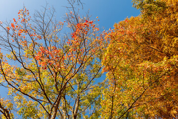 紅葉した雑木林の木々　11月