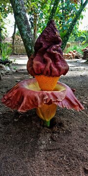 Replication of Raflesia flower, in Javanese is called (Suweg). This is a tuber plant that grows in the tropics, I took this photo in the afternoon at my house, Belitang, South Sumatra, Indonesia.