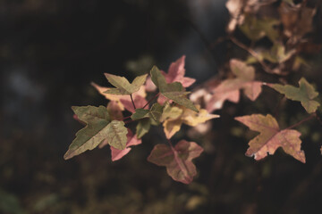 色づいたもみじ　11月