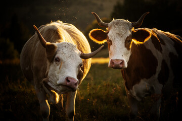 Cows grazing at sunset