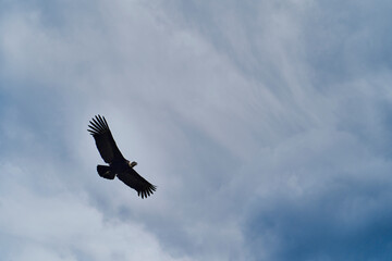 Andean condor, Vultur gryphus, soaring over the Colca Canyon in the Andes of Peru close to Arequipa. Andean condor is the largest flying bird in the world,  combined measurement of weight and wingspan