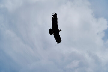Andean condor, Vultur gryphus, soaring over the Colca Canyon in the Andes of Peru close to Arequipa. Andean condor is the largest flying bird in the world,  combined measurement of weight and wingspan
