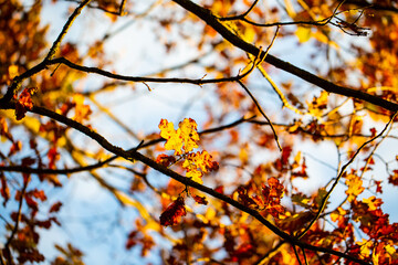 Deciduous trees in the nature reserve Unterschleißheim, Schleißheim Castle