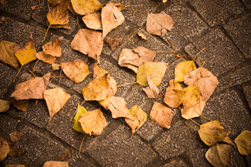 Leaves with autumn colors