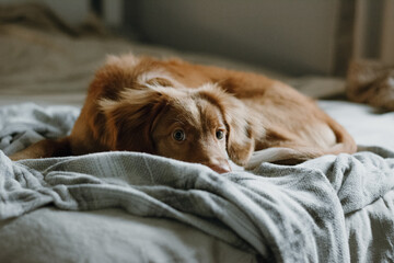 Portrait of brown nova scotia duck tolling retriever. Playful puppy waiting owner in bed. Selective focus on eyes. Domestic animals concept. Home cosiness.