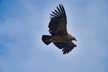 Andean condor, Vultur gryphus, soaring over the Colca Canyon in the Andes of Peru close to Arequipa. Andean condor is the largest flying bird in the world,  combined measurement of weight and wingspan