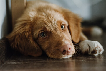 Close up portrait of young brown nova scotia duck tolling retriever. Cute puppy lying on wooden floor. Selective focus on eyes. Domestic animals concept. 