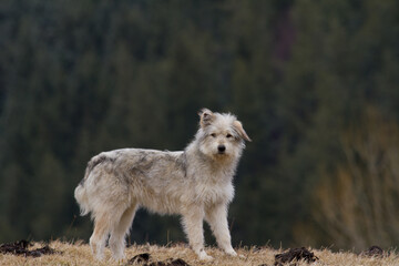 
Shepherd dog at work