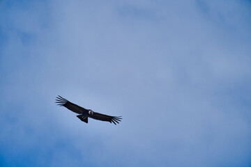 Andean condor, Vultur gryphus, soaring over the Colca Canyon in the Andes of Peru close to Arequipa. Andean condor is the largest flying bird in the world,  combined measurement of weight and wingspan