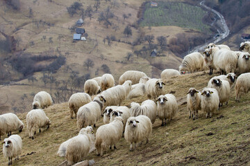 Fototapeta premium Sheep in the mountains of Romania