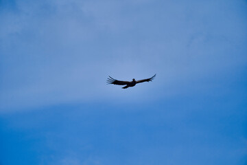 Andean condor, Vultur gryphus, soaring over the Colca Canyon in the Andes of Peru close to Arequipa. Andean condor is the largest flying bird in the world,  combined measurement of weight and wingspan