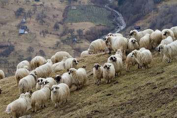 Flock of sheep in the mountains of Romania