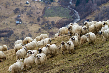 Flock of sheep in the mountains of Romania