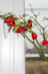 Hot pepper grows on the windowsill in the house. Vertical orientation