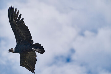 Andean condor, Vultur gryphus, soaring over the Colca Canyon in the Andes of Peru close to Arequipa. Andean condor is the largest flying bird in the world,  combined measurement of weight and wingspan