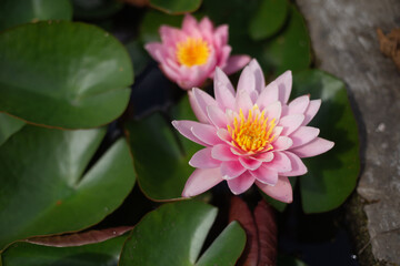 Pink lilies on the water surrounded by green leaves