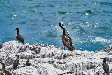Bird colony in Paracas national park at the Pacific Ocean coast line of Peru. Peruvian pelican, Pelecanus thagus and Guanay cormorant or Guanay shag, Leucocarbo bougainvillii, on guano covered rocks