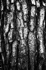 Fototapeta na wymiar wood bark