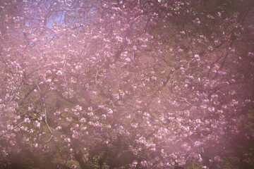 幻想の桜（八重紅虎の尾）