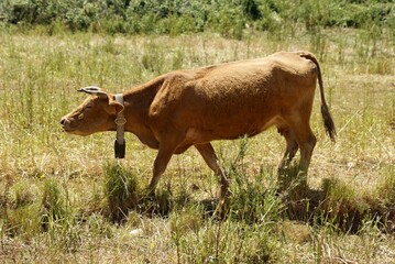 Brown cow on a green meadow