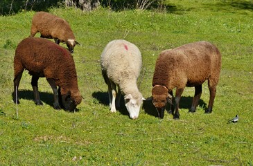 Obraz premium Flock of sheep on a meadow in Extremadura - Spain 