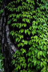 wood texture