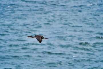 Fototapeta na wymiar guano cormorant in flight at Paracas national park at the Pacific Ocean coast line of Peru. Guanay cormorant or Guanay shag, Leucocarbo bougainvillii, soaring over pacific ocean