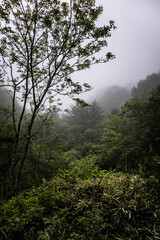 foggy woods