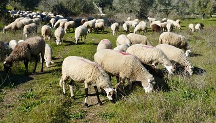 Fototapeta premium Flock of sheep on a meadow in Extremadura - Spain 